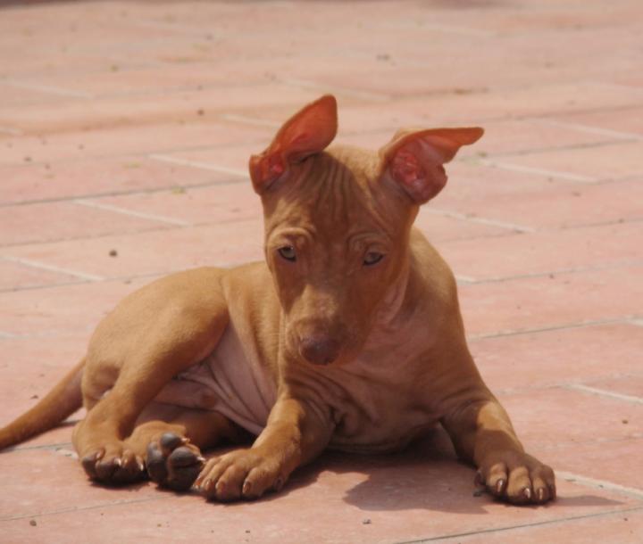 Cirneco Photo